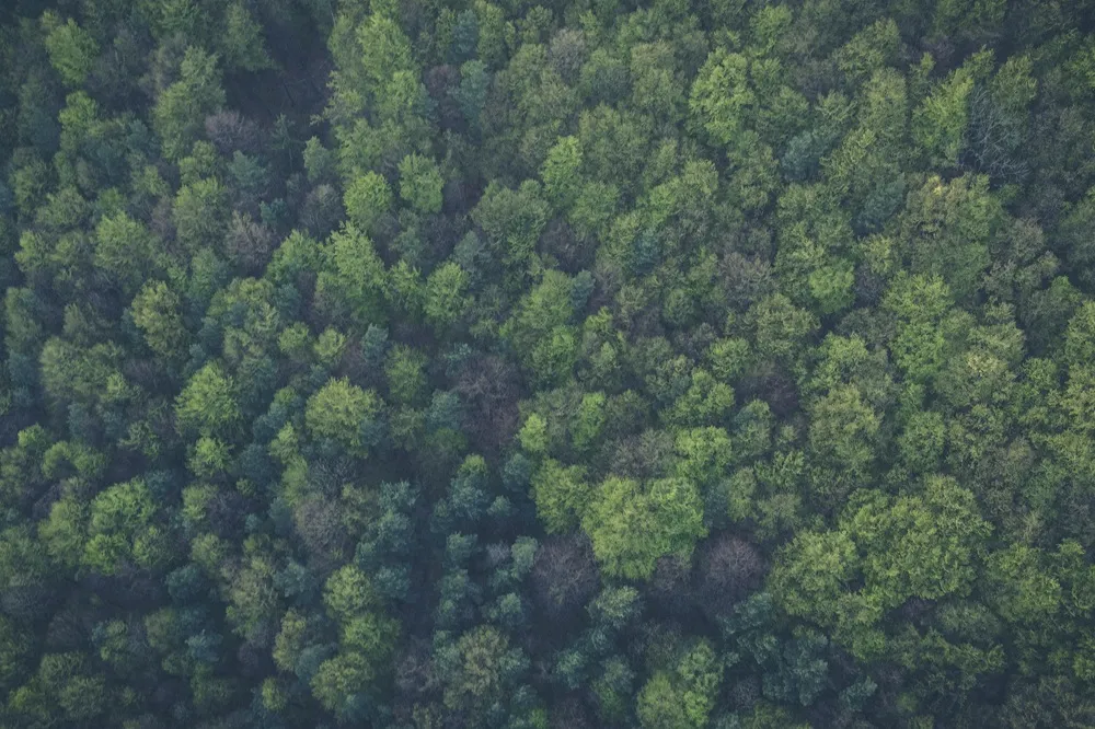 Image of a green forest from above